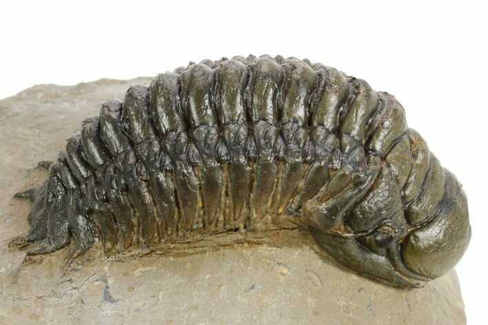 Detailed Crotalocephalina Trilobite - Atchana, Morocco #359546
